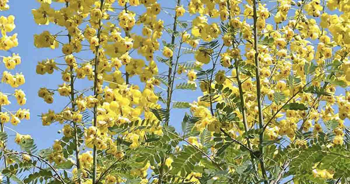 3 Reasons Why Cat’s Claw Should Be in Your Herbal Medicine