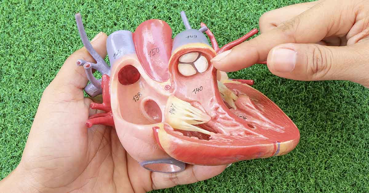 model of human heart