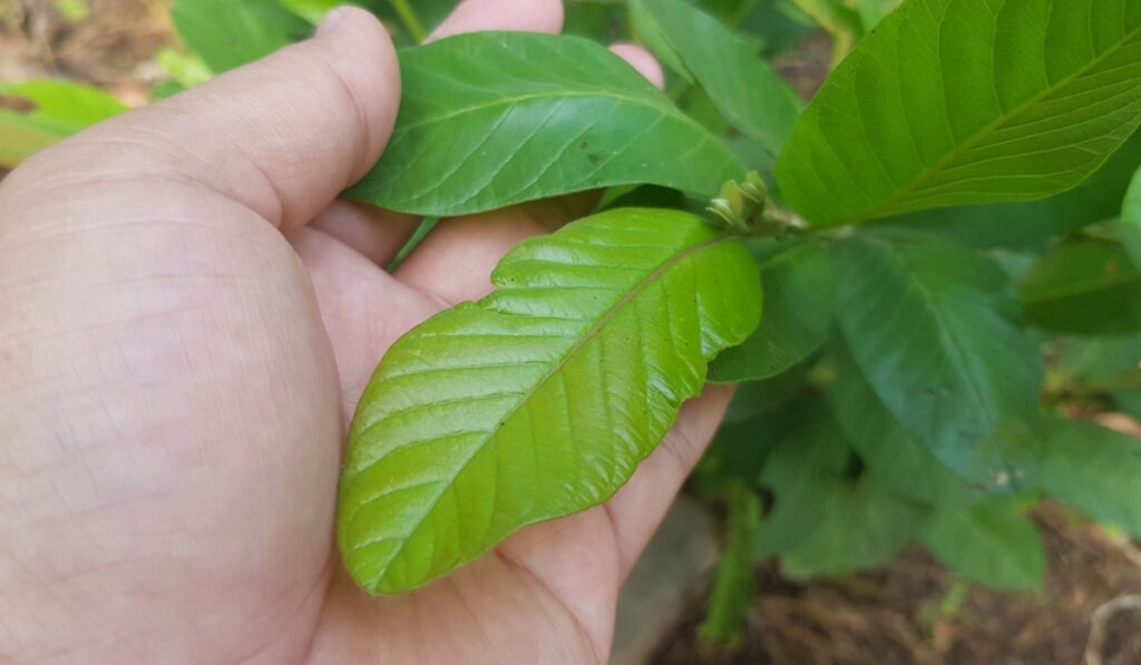 Hand holding Guava leaves. Guava leaves are used in traditional medicine and offer a range of potential health benefits, including improving digestive health, regulating blood sugar, etc