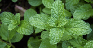 mint plant