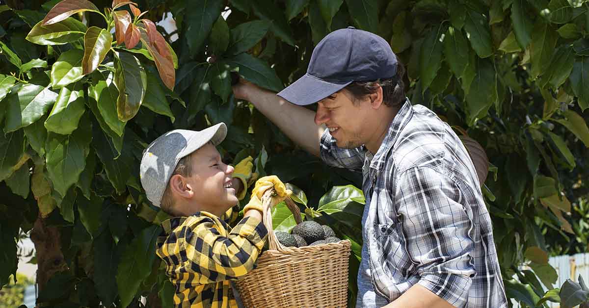 father and son picking avocados