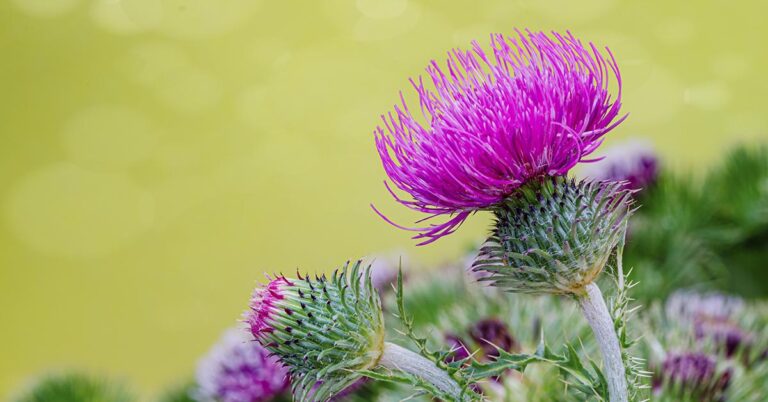 5 Science-Backed Benefits of Milk Thistle - Featured image