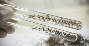 Environmental groups relieved as release of GE mosquitoes avoided in California GE mosquitos in vials