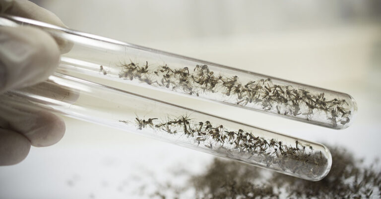 Environmental groups relieved as release of GE mosquitoes avoided in California - Featured image