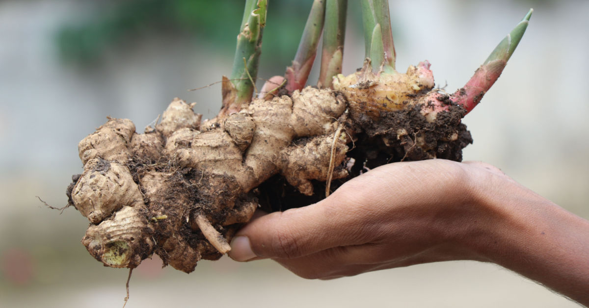 8 Powerful Natural Remedies for Pain and Inflammation The Hearty Soul