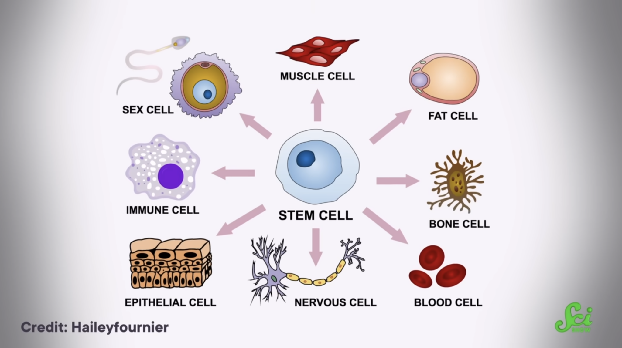 Could Stem Cells from Menstrual Blood Help Treat Diseases Like Biology Diagrams