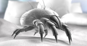 illustration of mite
