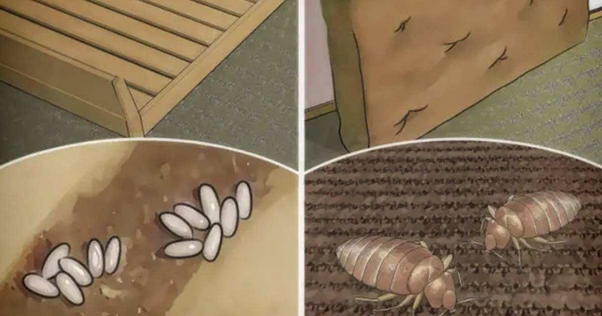 How To Control Dust Mites In Your Home For Better Health The Hearty Soul