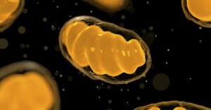 How To Support Your Mitochondria For Optimal Health illustration of mitochondria
