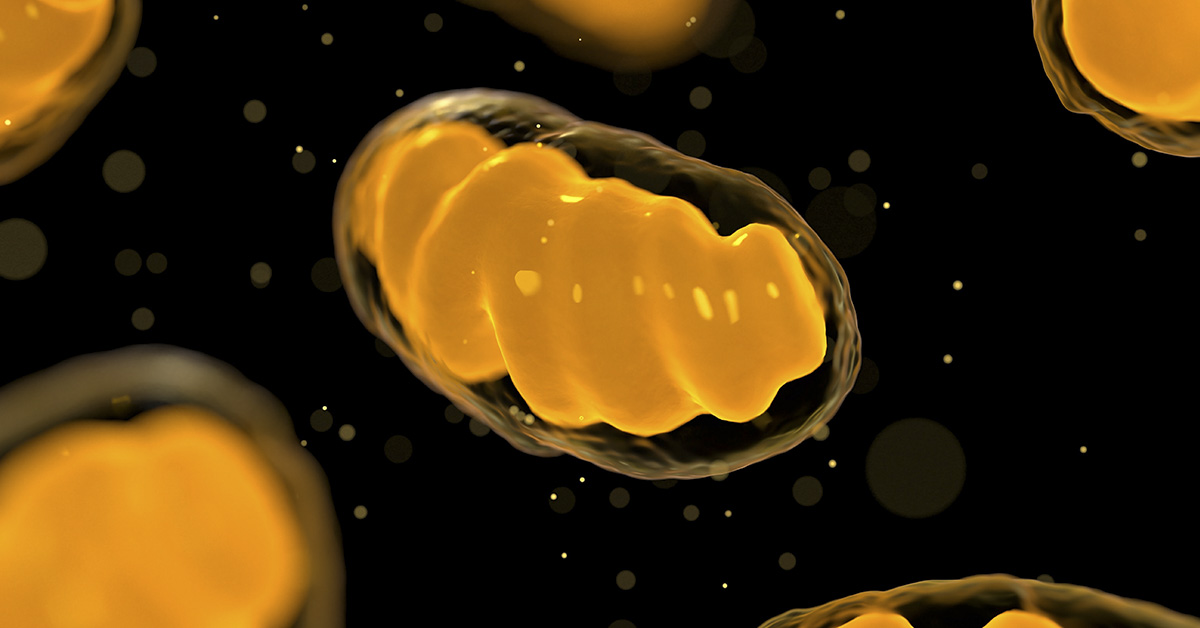 illustration of mitochondria