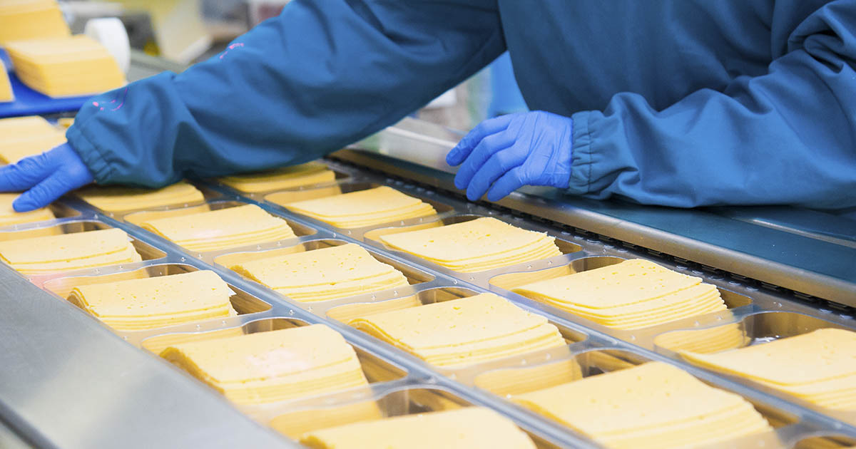 Industrial setting. Factory working handling processed cheese slices