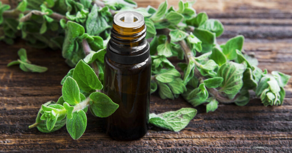 bottle of oregano oil