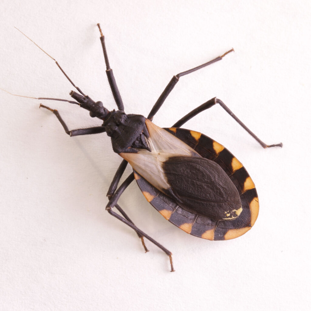 kissing bugs are vectors for chagas disease 