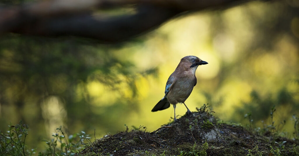 The One Natural Sound That Does Wonders For Your Mental Health - Featured image