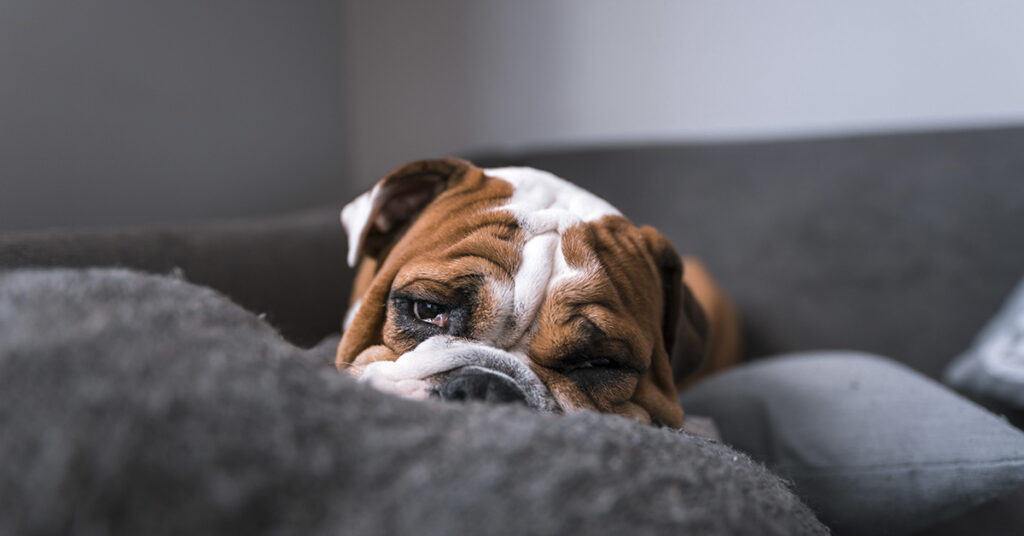 My puppy chewed my big toe to the bone while I slept - Featured image