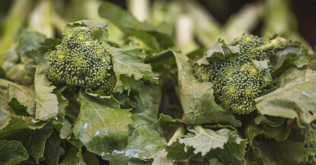 Could a molecule in cruciferous veggies help protect against lung infection? - Featured image