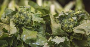 Could a molecule in cruciferous veggies help protect against lung infection? 08212023_part01_05