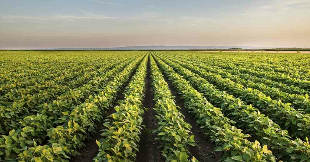 Laser weeding: A New Weapon in the War on Weeds and Pests - Featured image