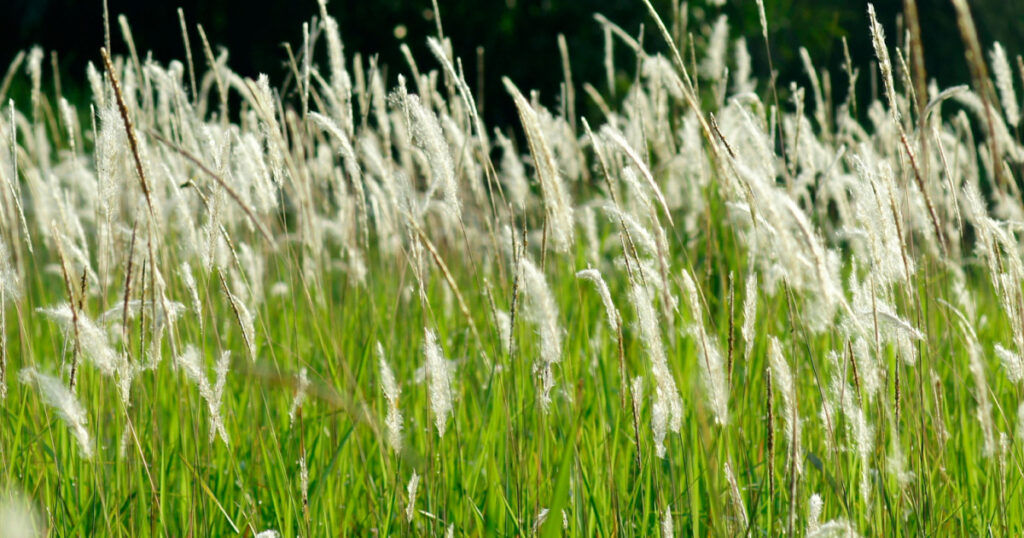 Flower of white Sweet grass (Hierochloe odorata)