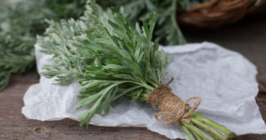 Bunch of fresh mugwort (Artemisia absinthium, absinthe, absinthium, sagebrush, mugwort). Medicinal plant