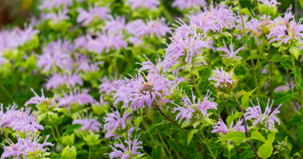 cluster of wild bergamot flowers