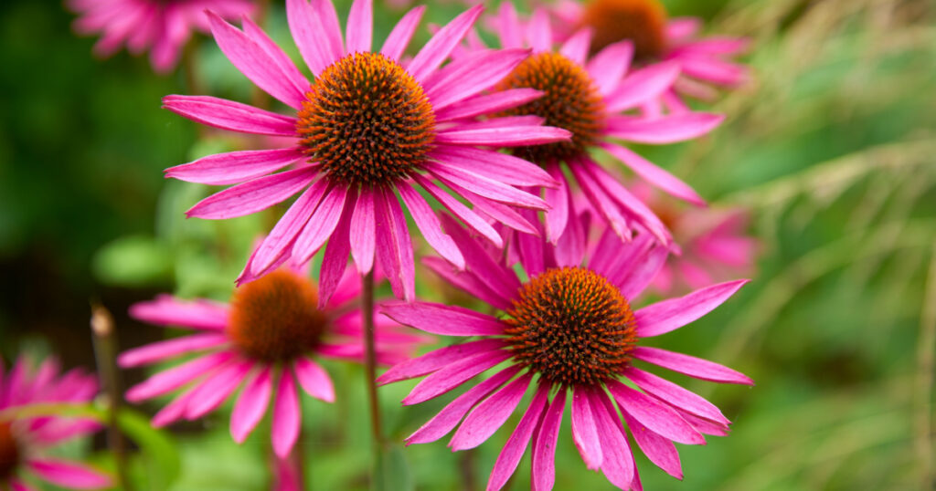 Herbal Echinacea Flowers. Herbal Echinacea or Coneflower flowers in a garden. 

                               