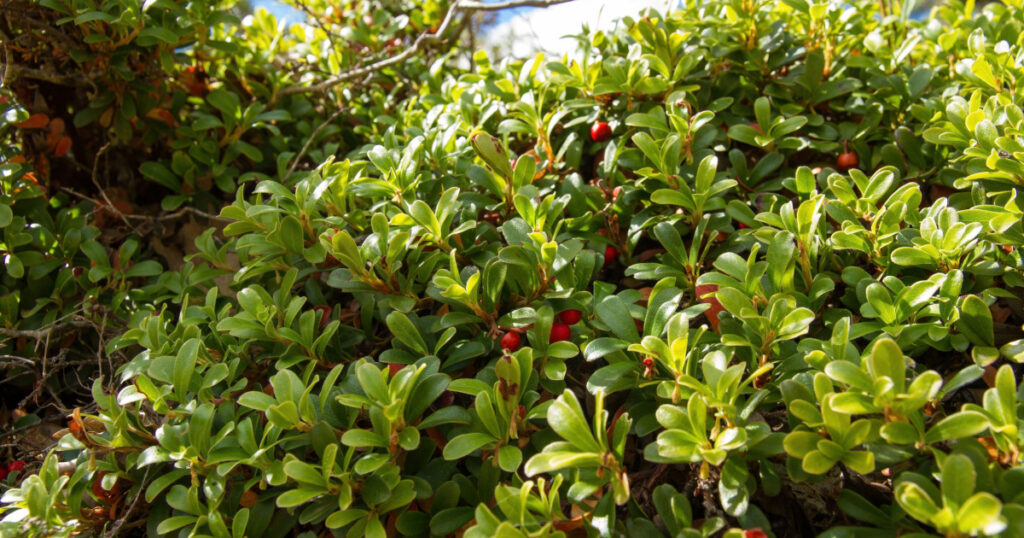 Plant with medicinal properties. Leaves and ripe berries of bearberry , Arctostaphylos uva-ursi

