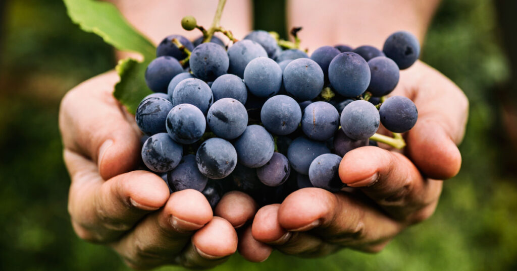 Grapes harvest. Farmers hands with freshly harvested black grapes.