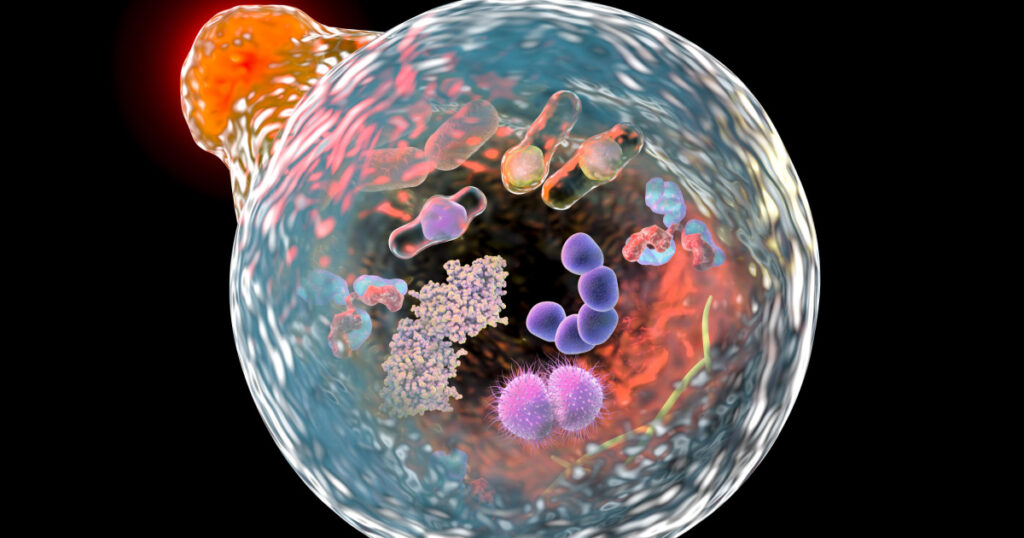 3D illustration showing fusion of lysosome with autophagosome containing microbes and molecules