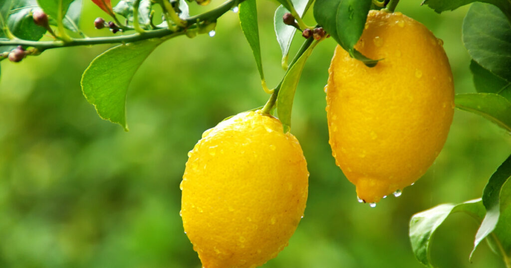 yellow lemons hanging on tree