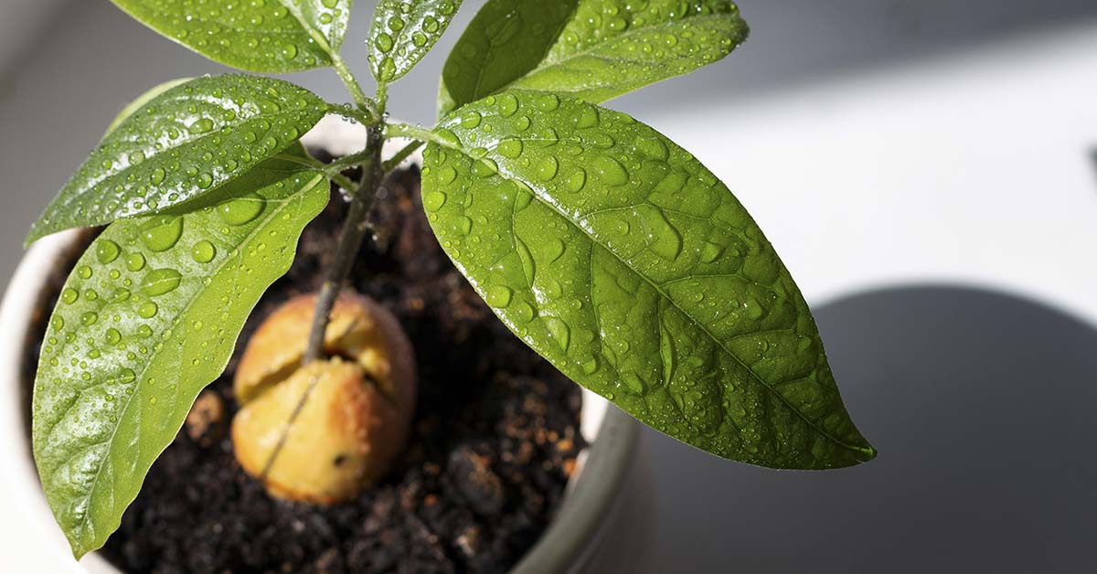 avocado growing from pit in a pot