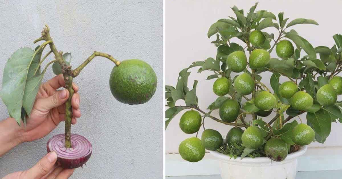 10 Tips for Growing Avocados in a Pot : The Hearty Soul