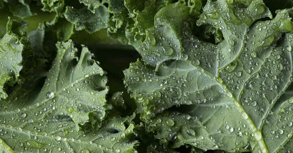 24 Of The Most Weight Loss Friendly Foods on The Planet - Featured image