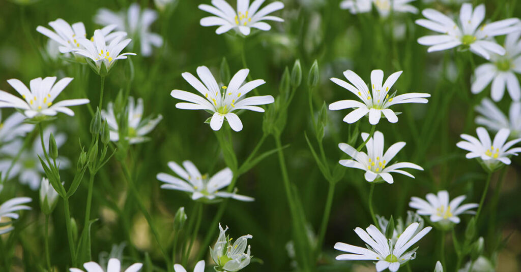 Chickweed: Discover the Benefits of this Wild Medicinal Herb - Featured image