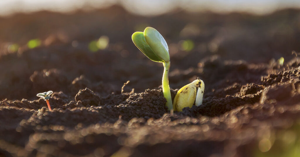 Piggy Sooy: The Transgenic Soy Bean That Contains 26% Animal Protein - Featured image