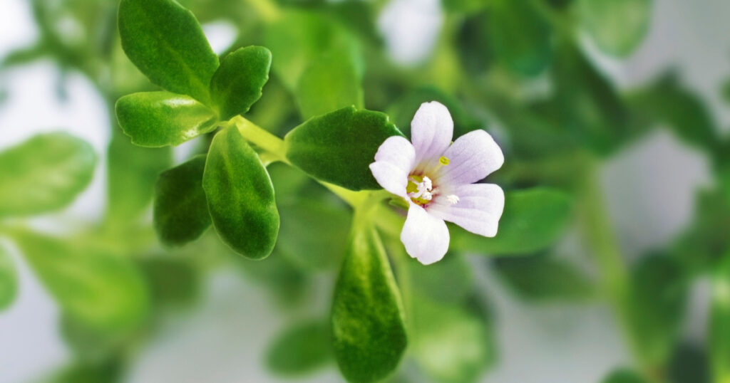 Bacopa monnieri herb plant and flower, known from Ayurveda as Brahmi. Bacopa monnieri herb is in ayurveda used to support brain health and cognitive functions.
