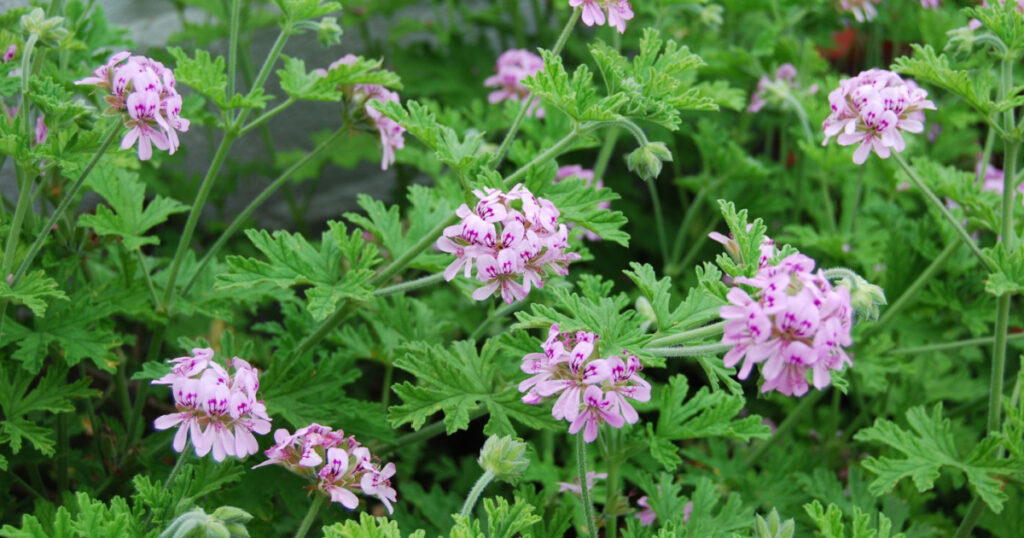 Citronella Plants