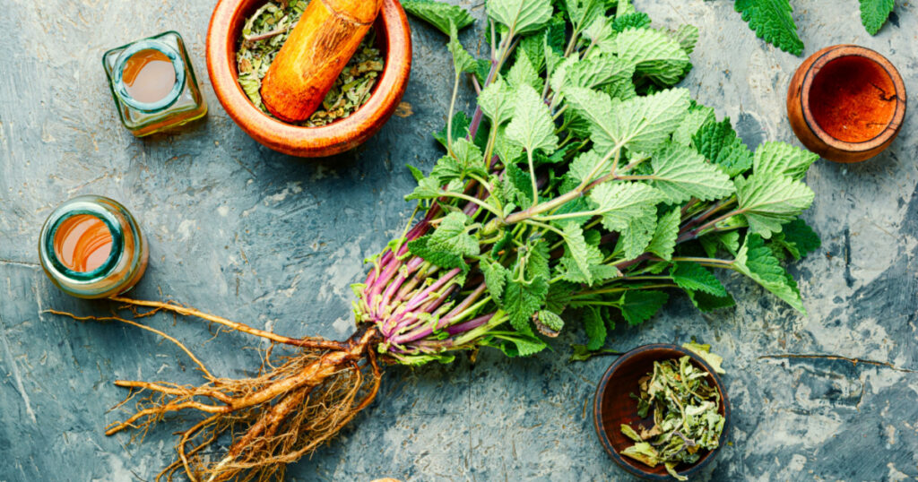 Fresh lemon balm bush, dried melissa leaves and medicinal tincture.Medicinal herbs.Herbal medicine
