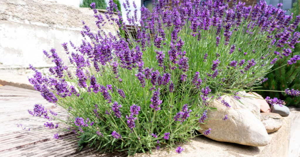 Bushes of lavender in landscape design