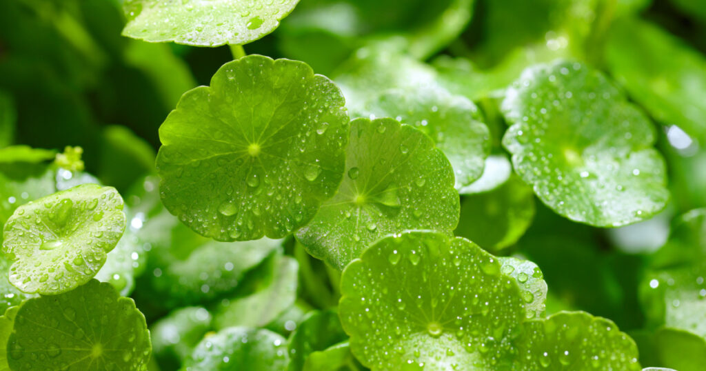 Raindrops on gotu kola leaves. Natural background Centella asiatica (gotu kola) with succulent fresh leaves, with shoot focus
