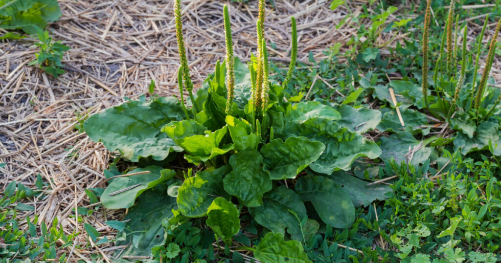 Bush of the broadleaf plantain with rosette of leaves and flowering spikes on stems tops
