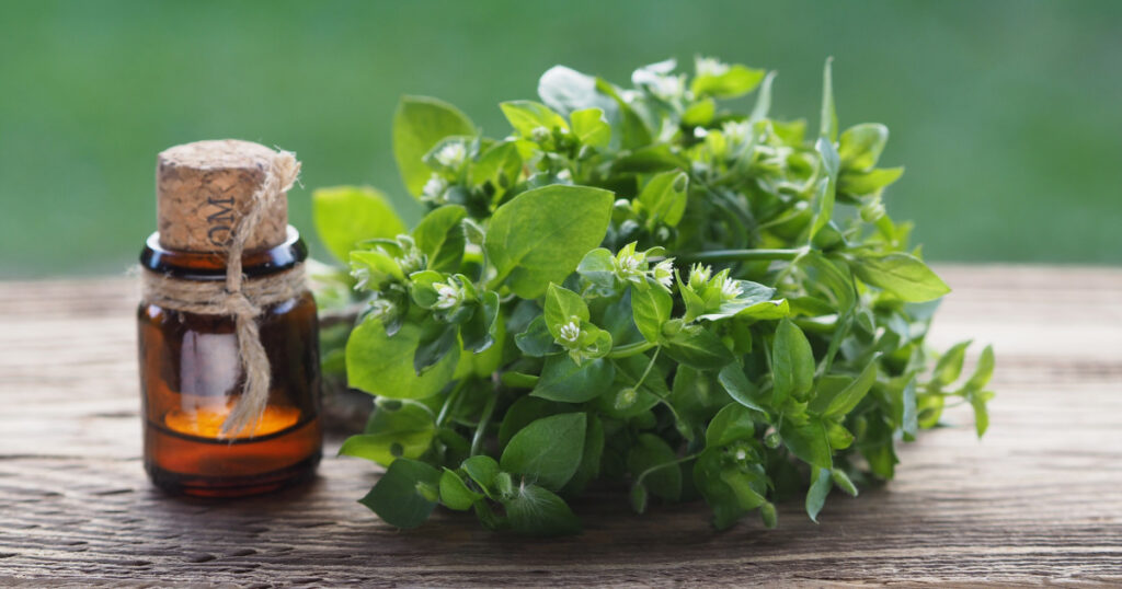 Fresh green common chickweed with white flowers, juice, tincture in a bottle on a wooden table, closeup . Useful stellaria media for use in cooking, herbal medicine, homeopathy and cosmetology
