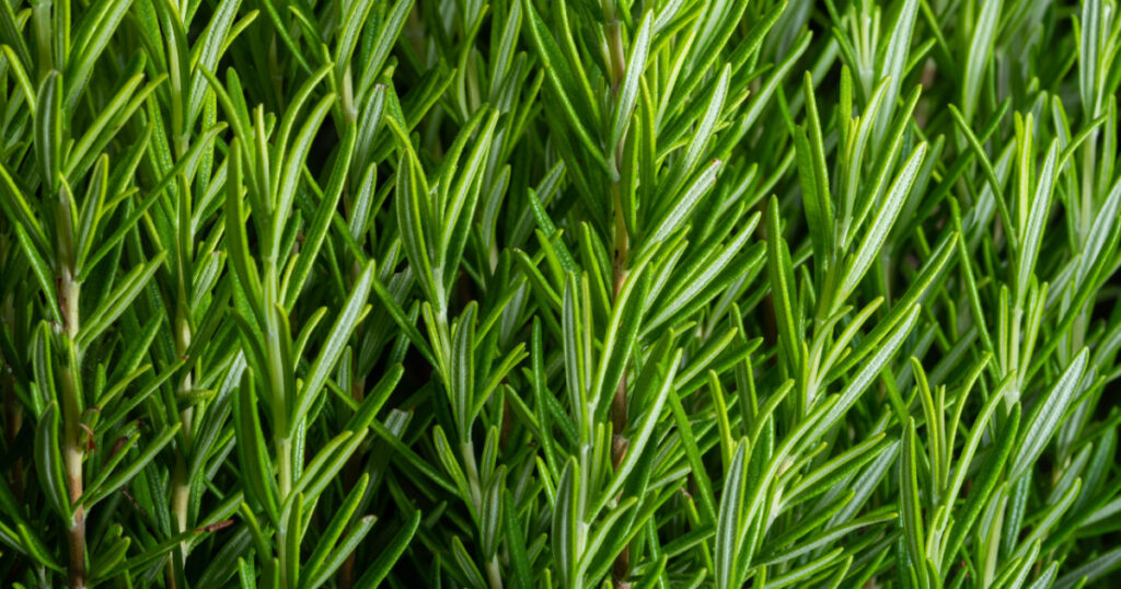 Detail of fresh rosemary plants herb. Rosemary herb garden. macro view.
