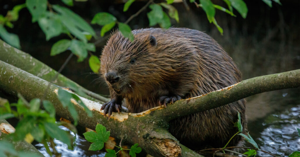 Hungry beaver. Wild European beaver, Castor fiber, sitting on felled tree in water and gnawing bark from branches. Brown furry animal with long flat tail. Largest European rodent in nature habitat.
