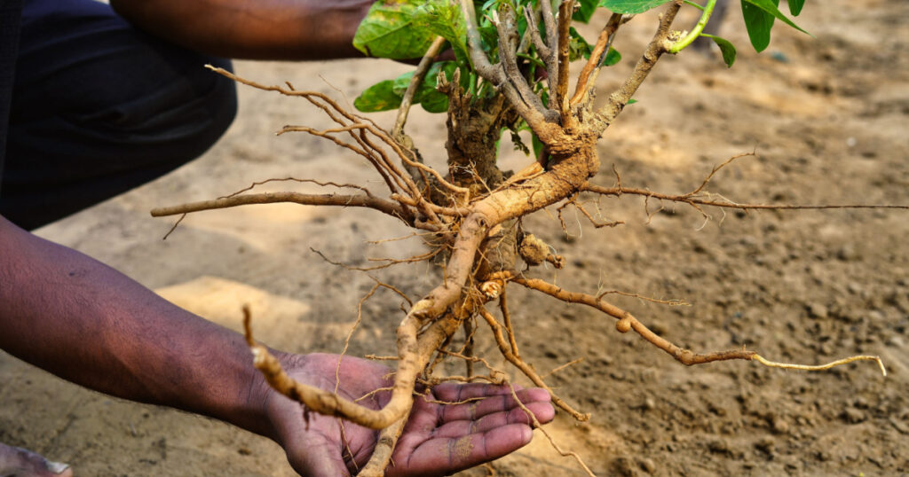 Holding hand Withania somnifera plant known as Ashwagandha. Fruit Berry with ashwagandha leaves, Indian ginseng herbs, poisonous gooseberry, or winter cherry. Benefits for stress and healthcare
