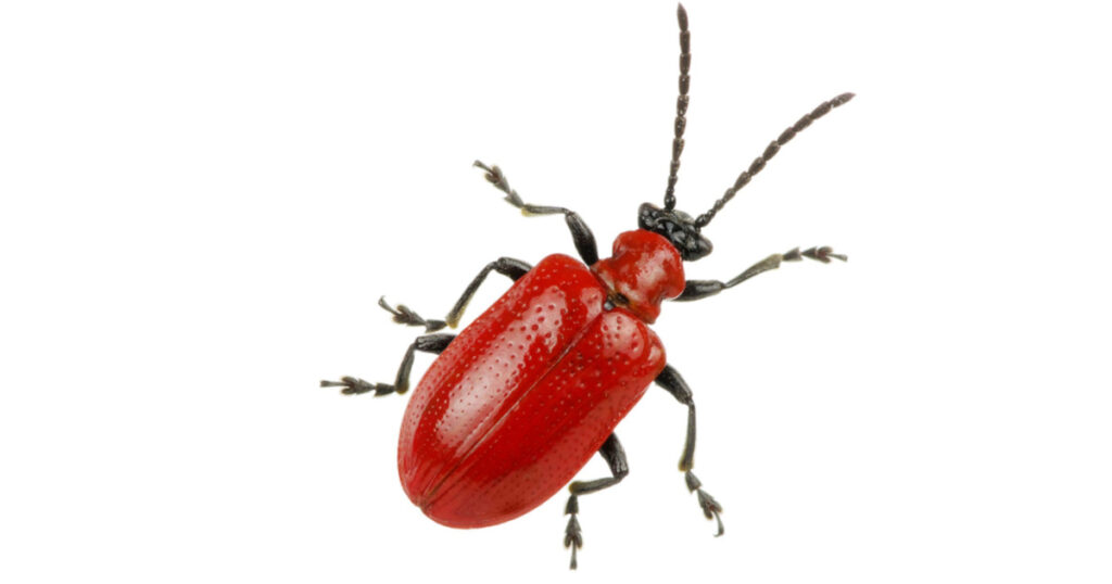 red beetle on a white background
