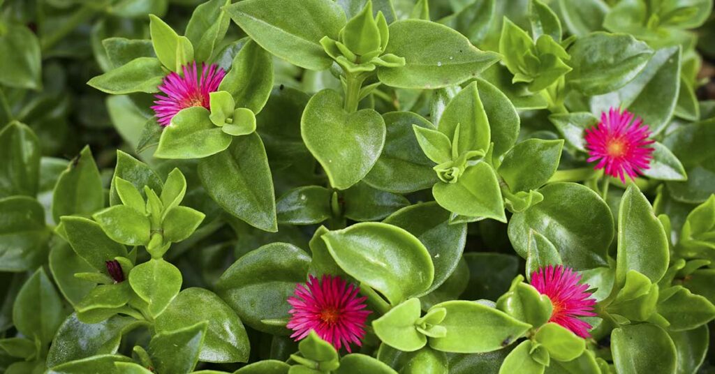 Apetina: The Lawn Replacement You’ve Been Looking for (+11 Other Useful Groundcovers) - Featured image