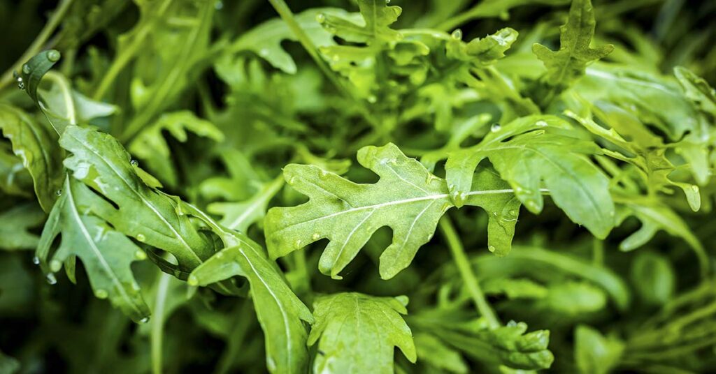 From Pain Relief to Sleep 6 Benefits of Wild Lettuce The Hearty Soul