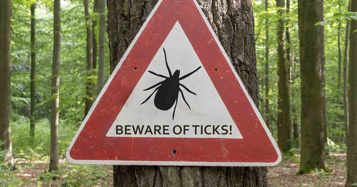 20 Signs You Could Have Lyme Disease The Hearty Soul