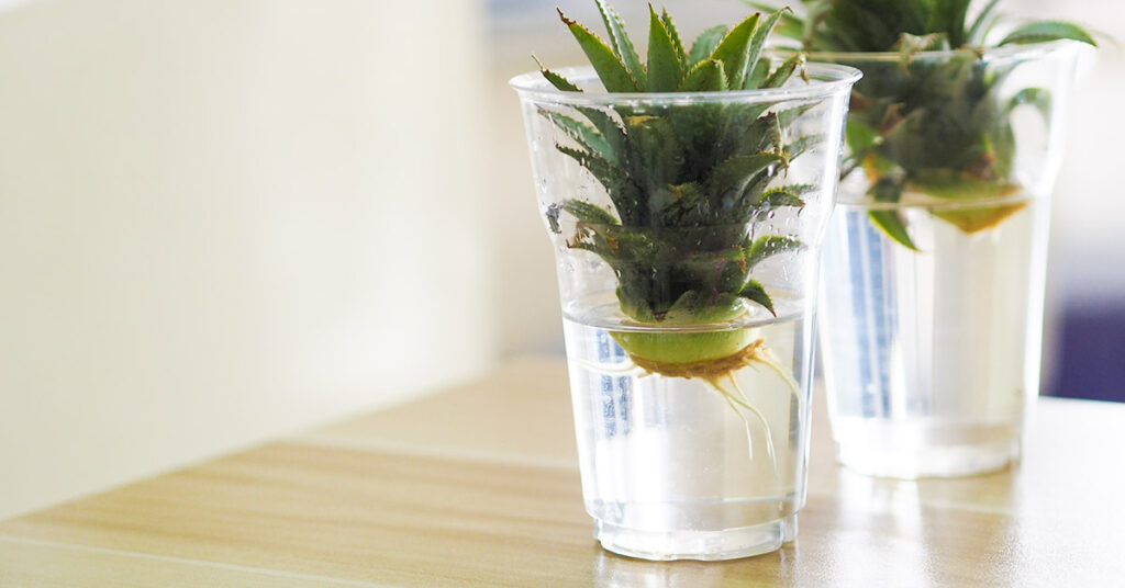 A Simple Guide to Growing Pineapple in Water at Home - Featured image